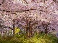 Les cerisiers en fleurs au Parc de Billancourt à Boulogne-Billancourt, Hanami aux portes de Paris - A7C08662