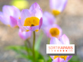 Le Parc de Bagatelle au printemps, cerisier, tulipes et jonquilles - photos