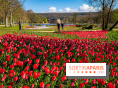 Les tulipes du Château de Dampierre, son jardin anglais et le jardin Le Nôtre - IMG 2883