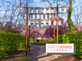 Hanami au Parc de Sceaux 2026, les cerisiers en fleurs et ses  animations - A7C01616 HDR