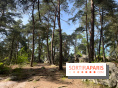 Escalade en Forêt de Fontainebleau - nos photos