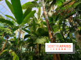 Automne tropical 2026