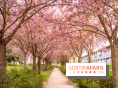 La Mail de Bièvre et ses cerisiers en fleurs, le spot Hanami caché à Paris