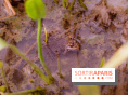 Fête de la Nature et du Printemps en Val-de-Marne avec ateliers, jeu de piste et pique-nique