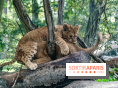 Carnet rose au Zoo de Thoiry (78) : deux bébés lionnes pointent le bout de leur nez