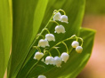 1er mai : fête du muguet