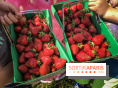 Cueillettes des fraises autour de Paris