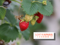 Les cueillettes de fruits, légumes et fleurs autour de Paris