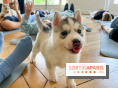 Puppy Yoga Paris, des séances de yoga tout en câlins avec d'adorables chiots - Prochaines dates