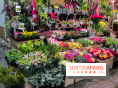 Visuel Paris marché d'Aligre fleurs