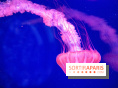 L'Aquarium de Paris ouvre son Médusarium