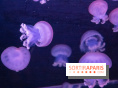 L'Aquarium de Paris ouvre son Médusarium
