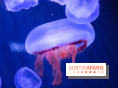 L'Aquarium de Paris ouvre son Médusarium