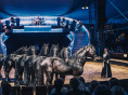 Les Folies Gruss : spectacle équestre à Paris, saison 2026-2027