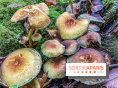 Cueillette des champignons : comment être sûr que notre récolte est comestible ?