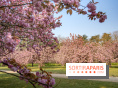 Le Parc de Sceaux et ses cerisiers en fleurs