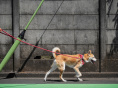chien