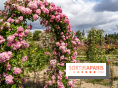 Photos : La Roseraie du val-de-Marne