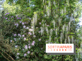 Arboretum de la Vallée-aux-Loups, une balade au milieu des arbres remarquables