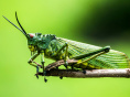 Maison des insectes à carrières sous poissy