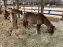 poney