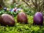 Visuels chasse aux oeufs de Pâques  - Chasse aux oeufs de Pâques chocolats (3)