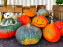 Automne au Potager du Roi - Citrouilles - Halloween
