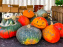 Automne au Potager du Roi - Citrouilles - Halloween