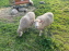 La ferme pédagogique du parc des Chanteraines