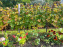 Vignes Montmartre