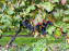 Vignes Montmartre - image00008