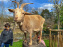 Visuels enfants, attractions, parc, Jardin d'Acclimatation, animaux, zoo
