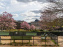 Les magnolias du Jardin du Palais Royal