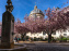Square Gabriel Pierné à Paris - cerisiers en fleurs