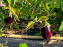 Les Saveurs du Potager du Roi à Versailles : marché de fruits & légumes, expositions et animations