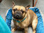 Le Doggy Brunch : le brunch gourmand entre chiens et maîtres à l'hôtel Kimpton Saint Honoré Paris