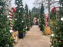 Noël au Jardin d'Acclimatation 2024  - image00017