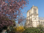 Le Square Viviani devant Notre-Dame de Paris