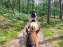 Balade en chevaux Henson en forêt de Fontainebleau
