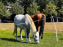 Tous en piste ! à Maisons-Laffitte (78): poneys, calèche et spectacles équestres gratuits au château