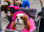 La Marche des animaux à Paris : défilé gratuit, ouvert aux chiens, chats ... sur les Champs-Élysées