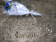 Visuels Paris - Tombe Serge Gainsbourg