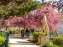 Les pommiers et cerisiers en fleurs du Jardin de Reuilly, Parc de Reuilly à Paris 12e - photos  - balade