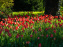 Le Parc de Bagatelle au printemps, cerisier, tulipes et jonquilles - photos