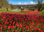 Les tulipes du Château de Dampierre, son jardin anglais et le jardin Le Nôtre - IMG 2883