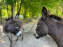 Avon'Ânes, les balades avec des ânes, à Avon - nos photos - IMG 7769