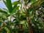 Automne tropical 2026