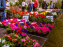 Fête des plantes de Méry