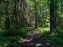 Nuit des forêts Rambouillet 2023