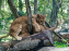 Carnet rose au Zoo de Thoiry (78) : deux bébés lionnes pointent le bout de leur nez